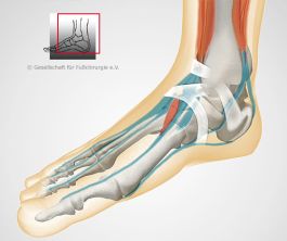 Knochenskelett mit Sehnen und Bändern