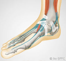 Fußanatomie